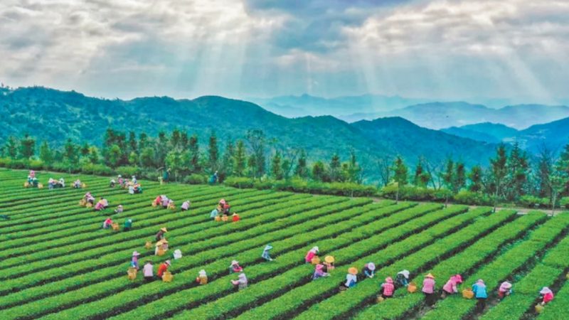 休闲观光农业产业园规划：从“看风景”到“卖体验”的升级逻辑