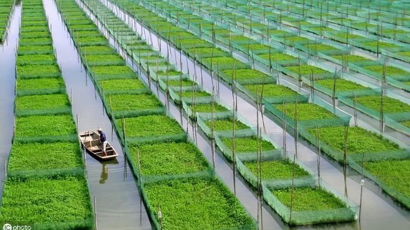 农村种植合作社注册流程全解析