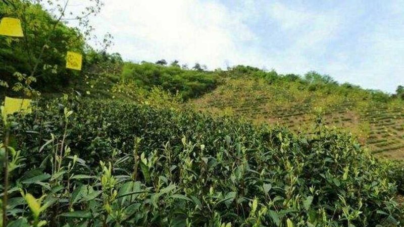 果蔬配送合同范本：构建稳定供应链的关键要素