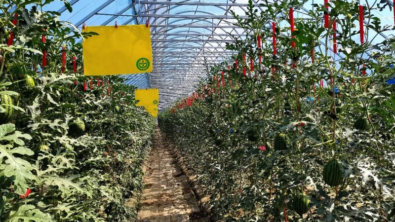 宝宝辅食新选择：有机蔬菜，营养又健康**