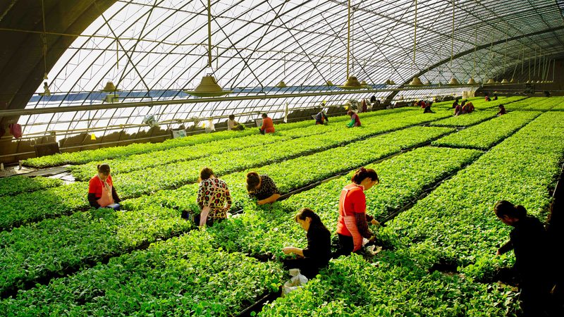 水果种植加盟代理模式解析：模式区别与选择要点