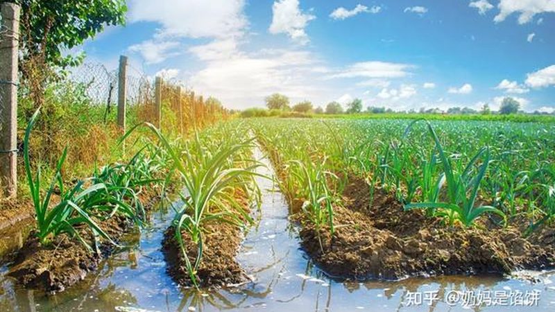 农业产业园给排水工程预算