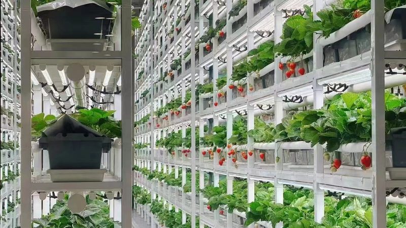 生鲜配送中心建设标准规范：构建高效冷链保障